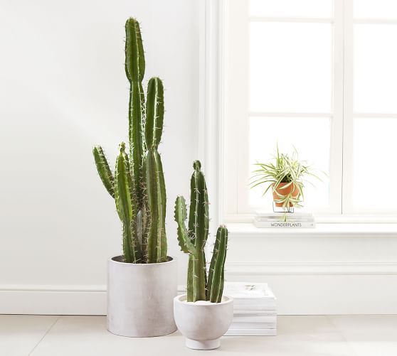 cactus plants