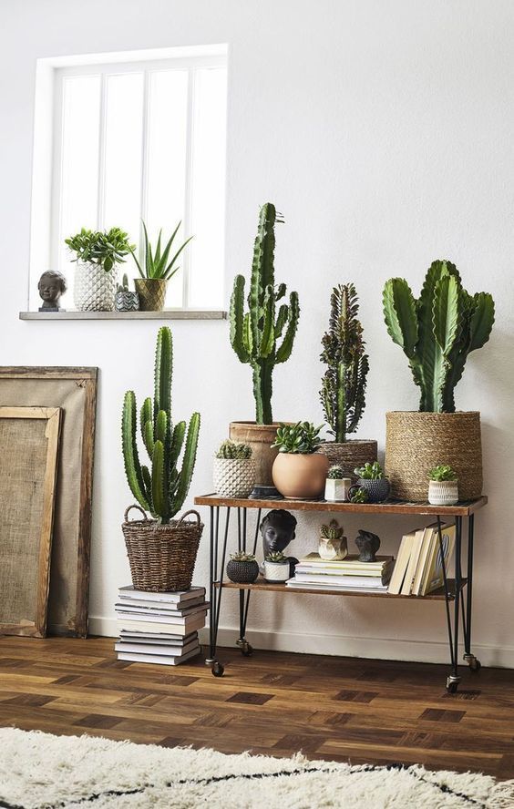 cactus plants for room decor