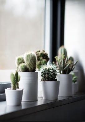 fresh cactus plants