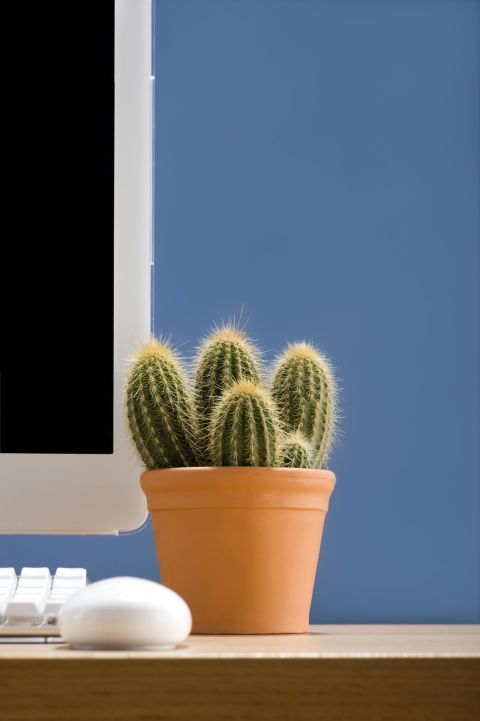 work desk cactus decor