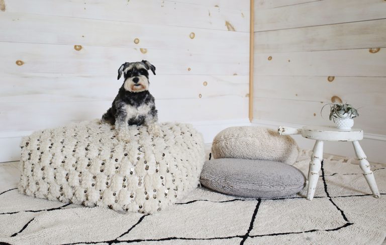This is How Pet Lovers Decorate Their Homes