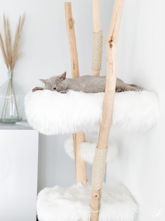 attractive cat condo