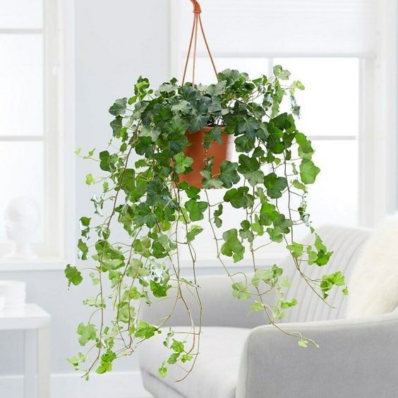 hanging bedroom plants