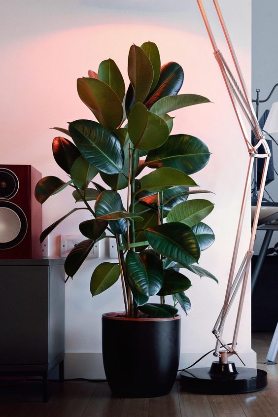 rubber plant for bedroom