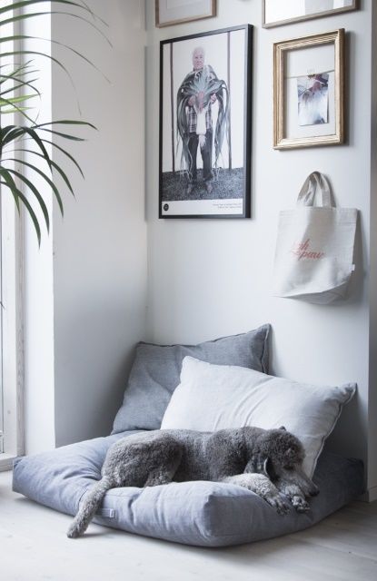 cozy dog spot at homes