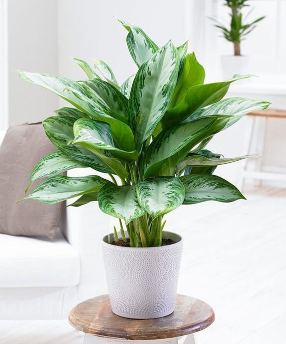 chinese evergreen plant