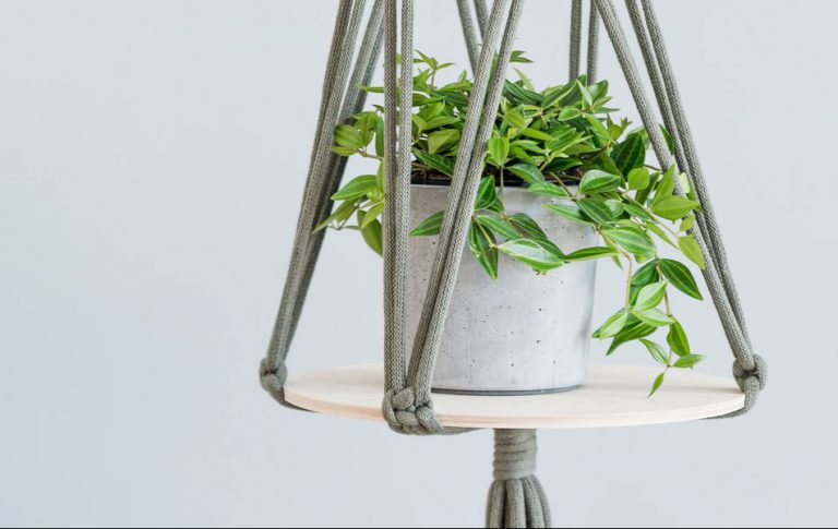 10 Indoor Hanging Plants for Greenery The Rooms
