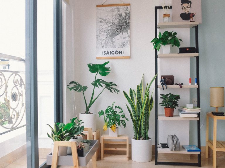 This is The Reasons Why You Have to Keep The Indoor Plants