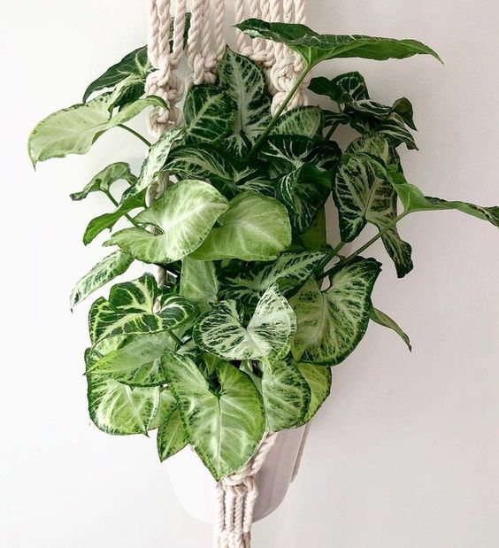 indoor hanging plants