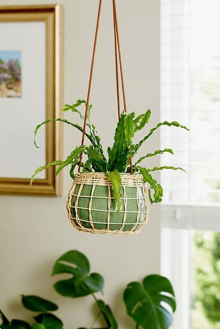 fresh room with indoor hanging plants