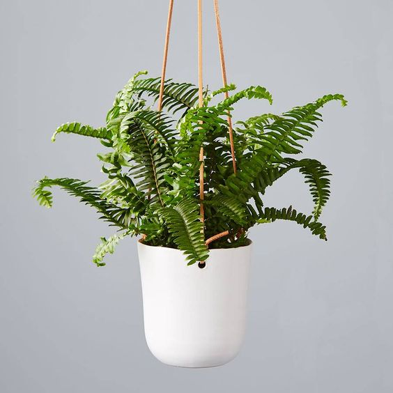 types of indoor hanging plants