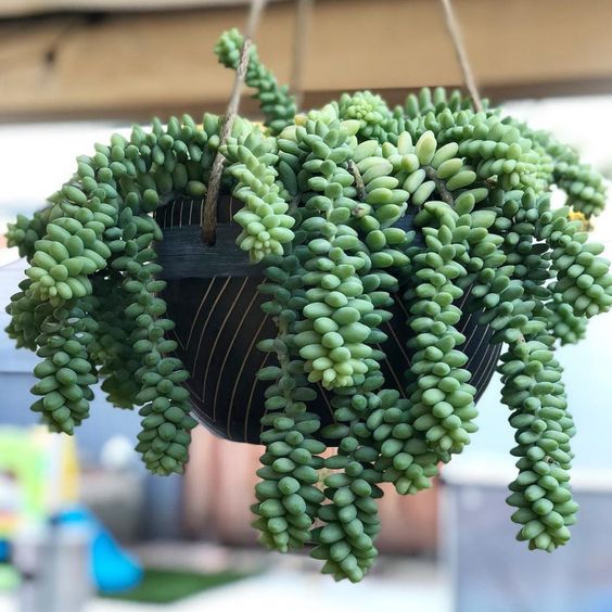 Burro’s Tail for room