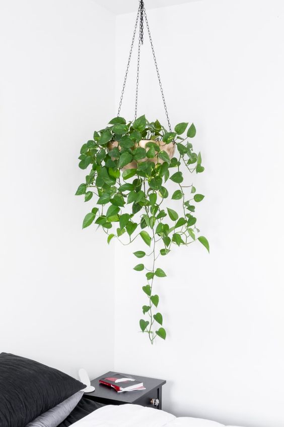 golden pothos