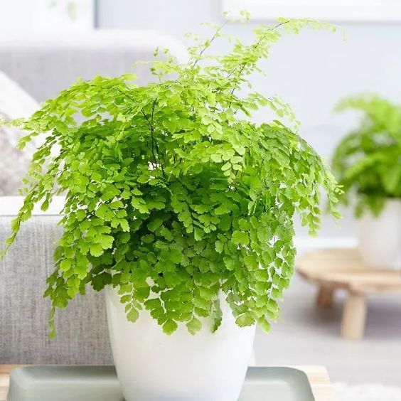 maidenhair fern