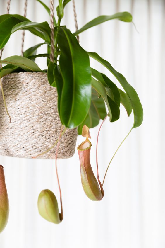 great indoor hanging plants