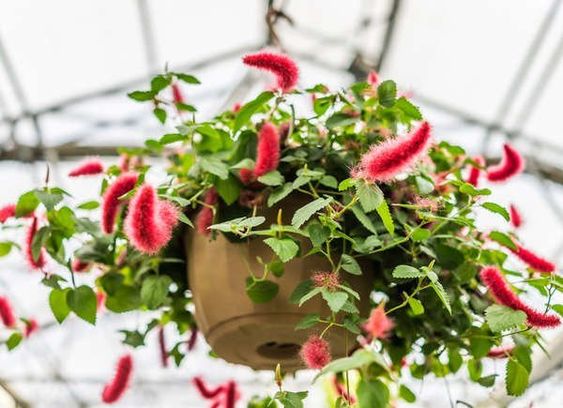 Chenille Plant (Acalypha Hispida) for indoor