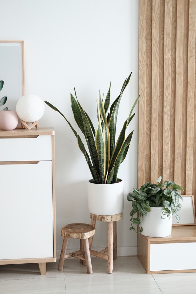 indoor plants decors