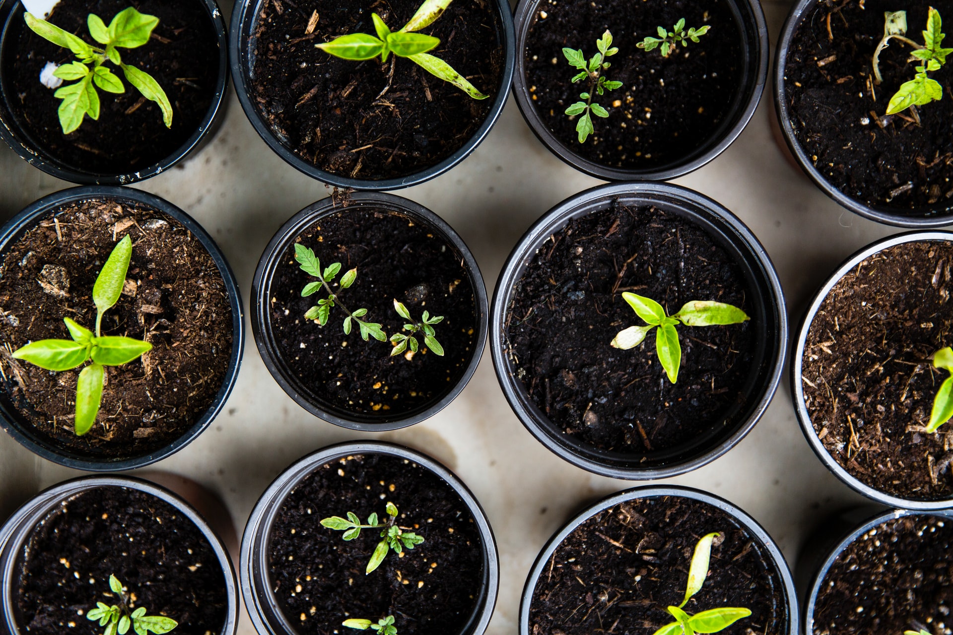 plant containers