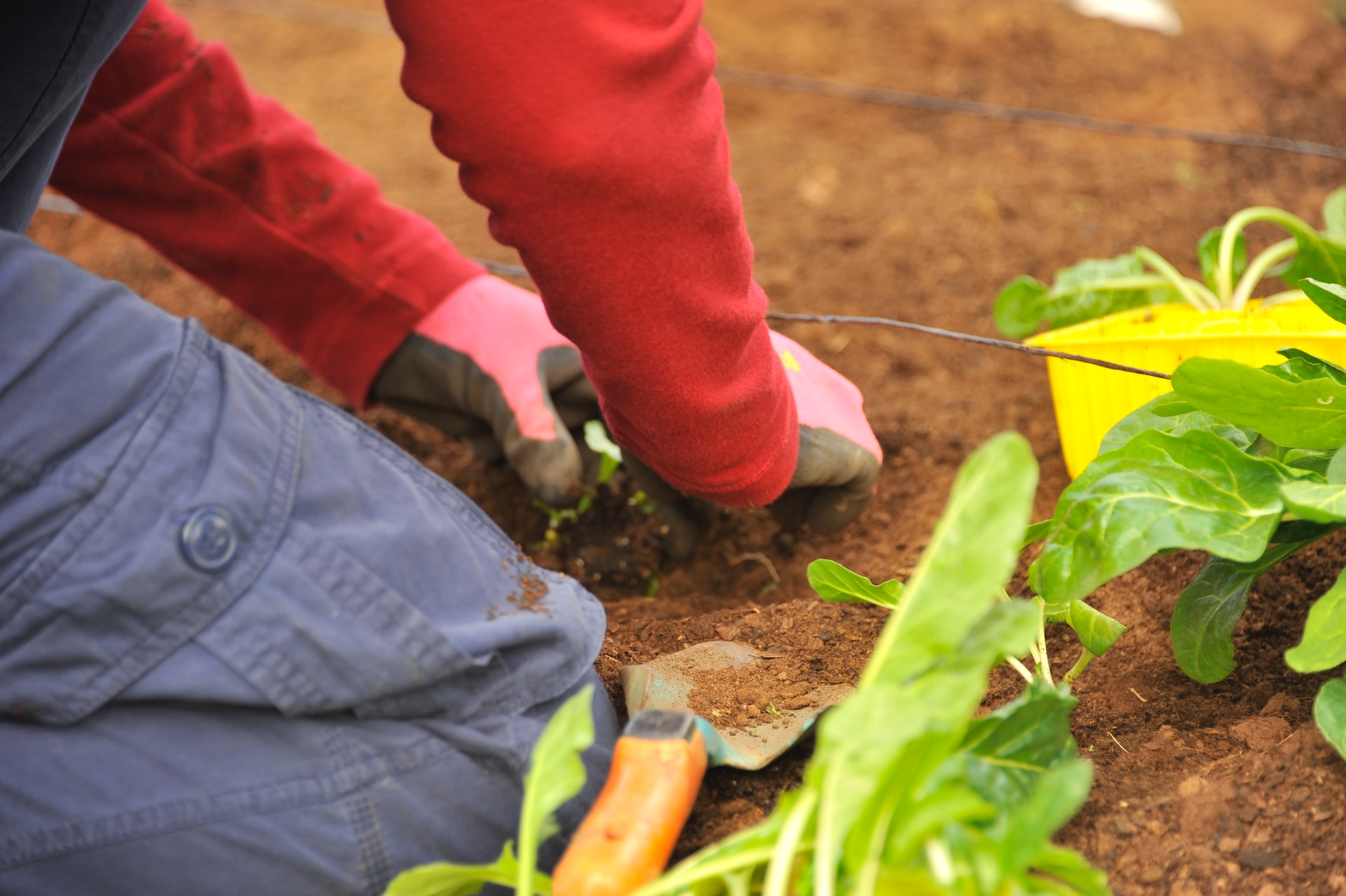 gardening