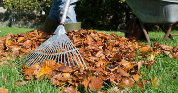 9 Essential and Effective Lawn Care Tips for Fall