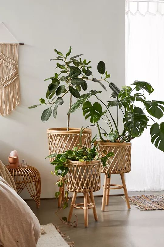 plants decors