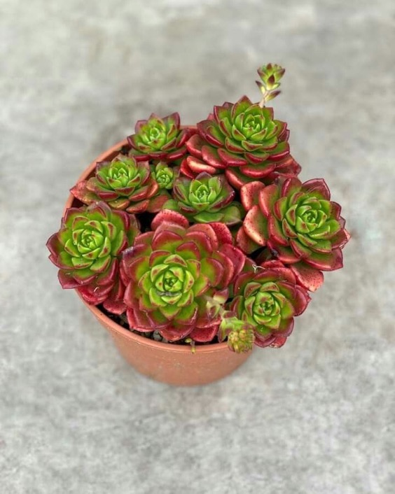 18 Sedeveria Variety, A Hybrid Succulent with Beautiful Colors - OlidHomes