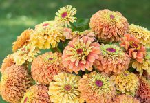 18 Zinnia Variety for A Vibrant Tropical Garden