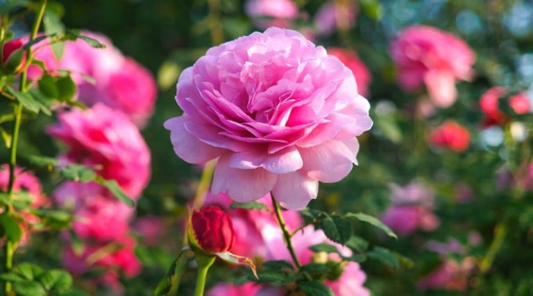 19 Unusual Roses Varieties for Your Striking Flower Garden