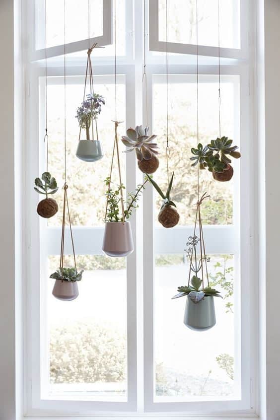 hanging small plants